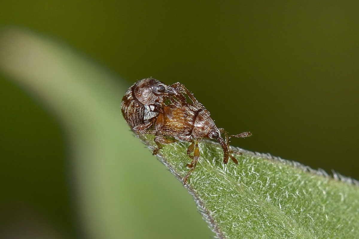 Nanophyidae: Nanophyes sp. e Dieckmanniellus sp.
